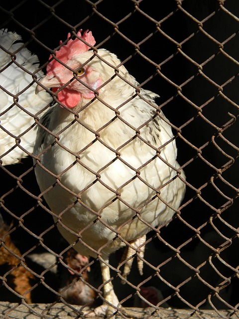 角和表达技 角和表达技